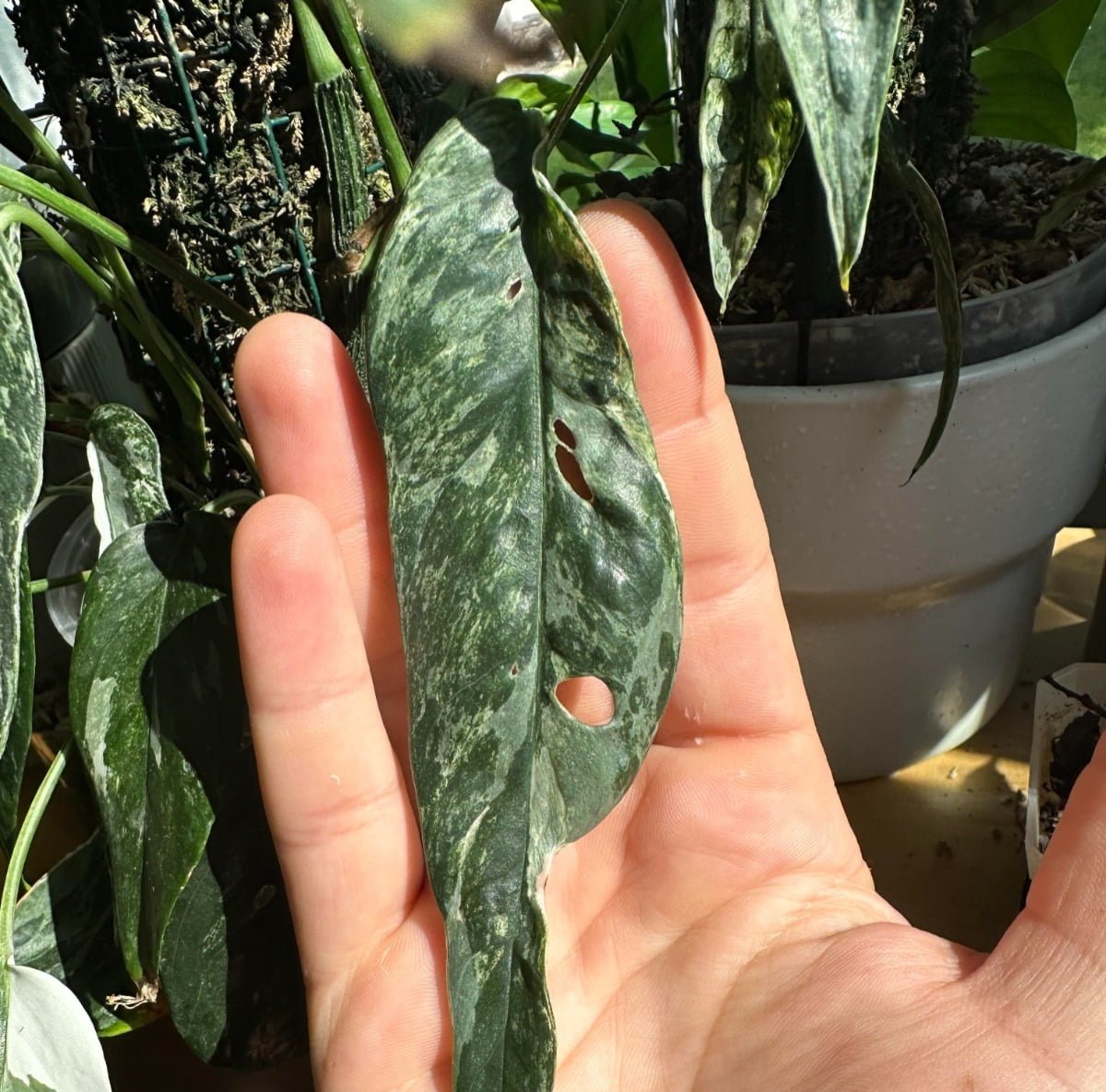  The Ultimate Epipremnum Pinnatum Variegata Care Guide