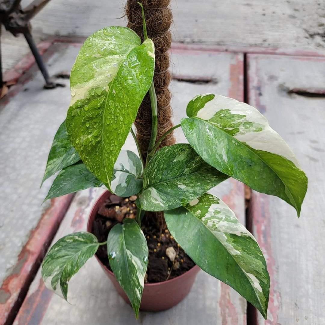  The Ultimate Epipremnum Pinnatum Variegata Care Guide