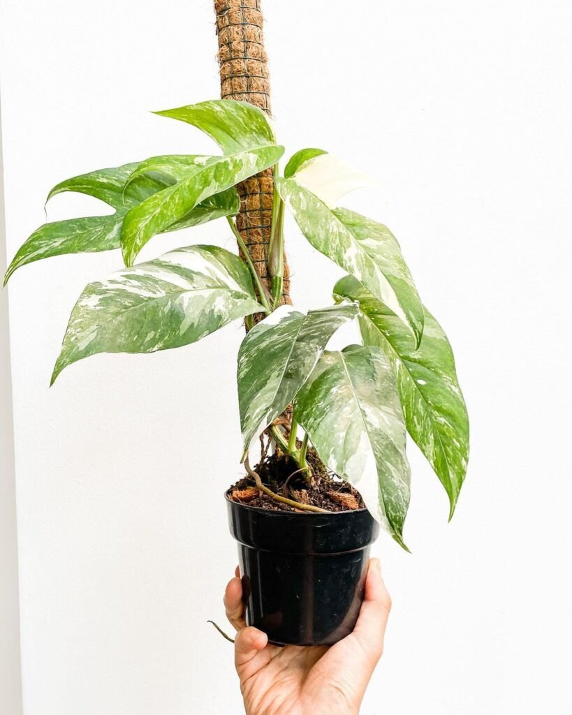 Epipremnum-Pinnatum-‘Albo-Variegata-819x1024 The Ultimate Epipremnum Pinnatum Variegata Care Guide