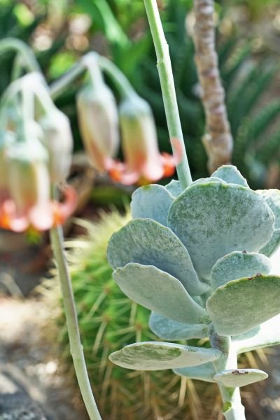 How-to-Care-for-Cotyledon-Pendens-Succulents How to Care for Cotyledon Pendens Succulents