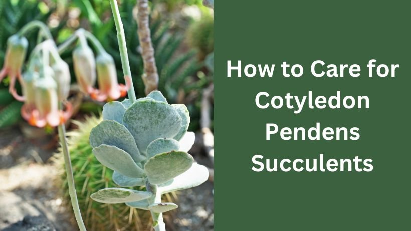 How to Care for Cotyledon Pendens Succulents