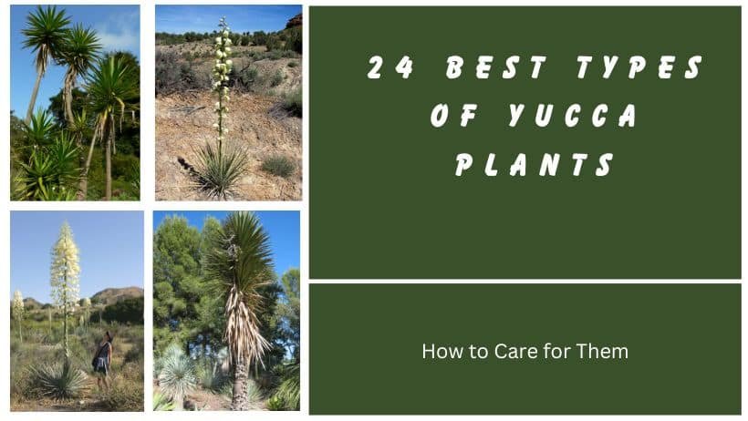 24 Best Types of Yucca Plants