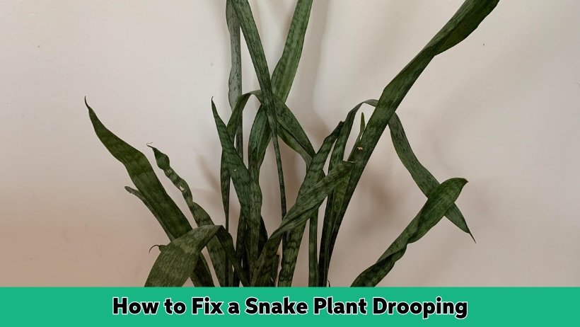 How to Fix a Snake Plant Drooping