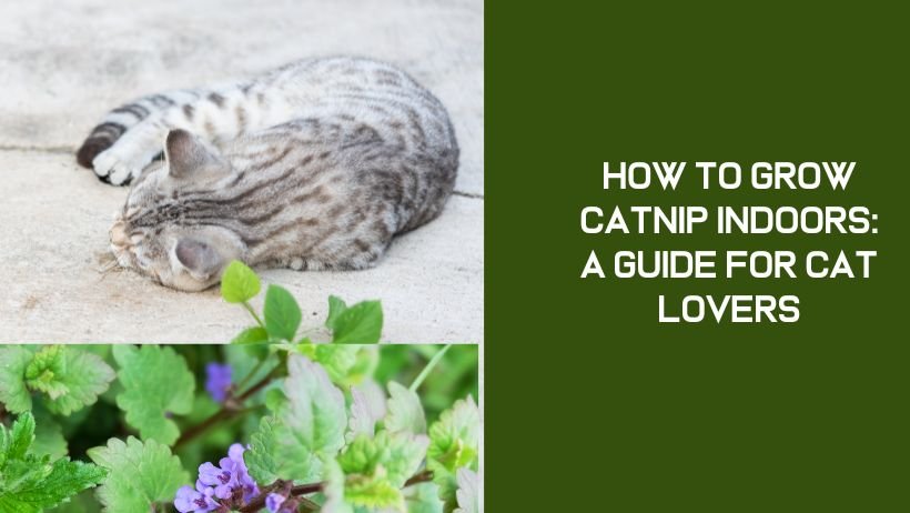 How to Grow Catnip Indoors A Guide for Cat Lovers