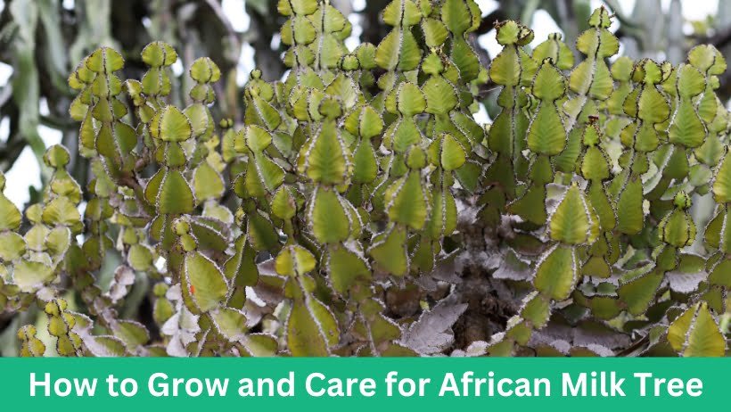 How to Grow and Care for African Milk Tree
