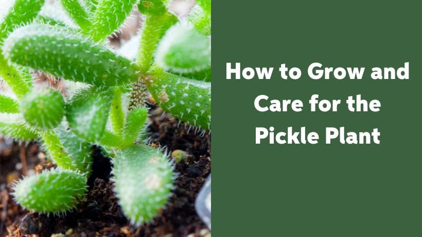 How to Grow and Care for the Pickle Plant