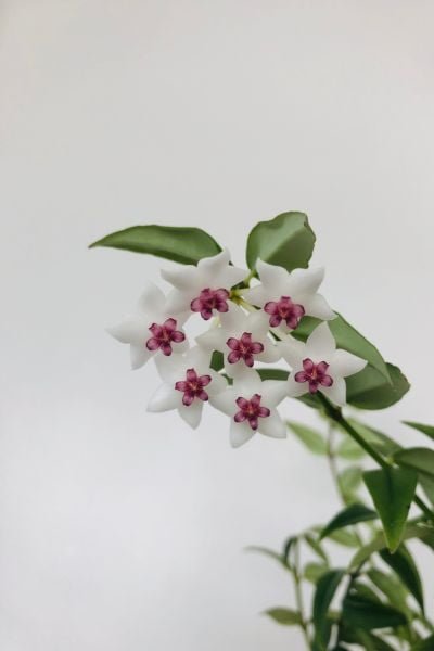 Hoya-Bella Hoya Bella: The Charming Star of Your Indoor Garden