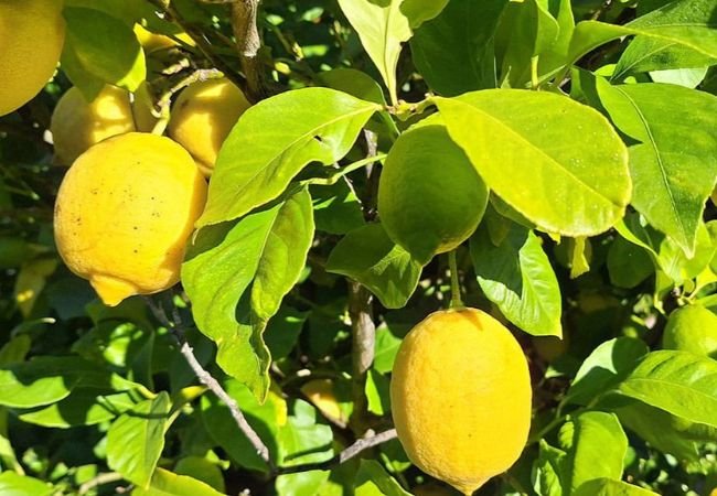 The Comprehensive Guide to Lemon Tree Growth Stages