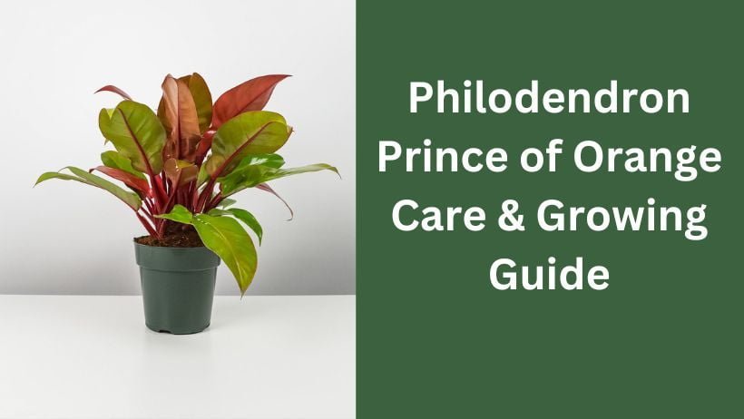 Philodendron Prince of Orange Care & Growing Guide