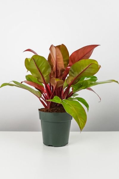 Philodendron-Prince-of-Orange Philodendron Prince of Orange Care & Growing Guide