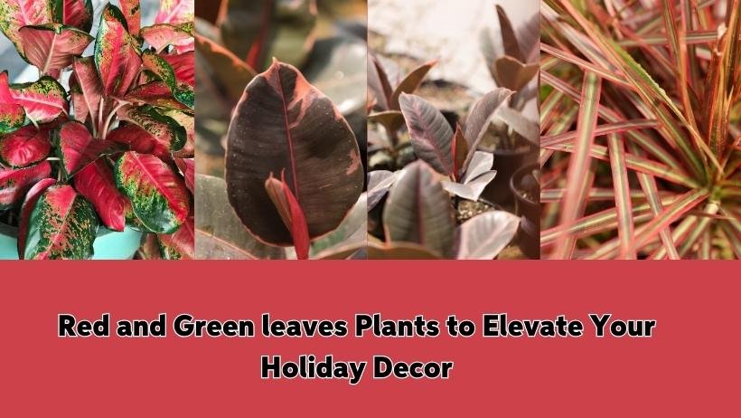 Red and Green leaves Plants to Elevate Your Holiday Decor