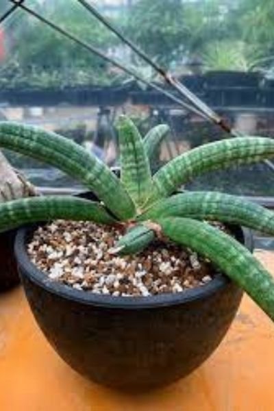 Gardening Sansevieria-Eillensis-Chahin 35 Types of Snake Plants to Beautify Your Indoor Garden