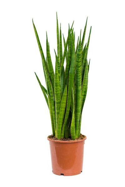 Gardening Sansevieria-Kirkii-Star-Sansevieria 35 Types of Snake Plants to Beautify Your Indoor Garden
