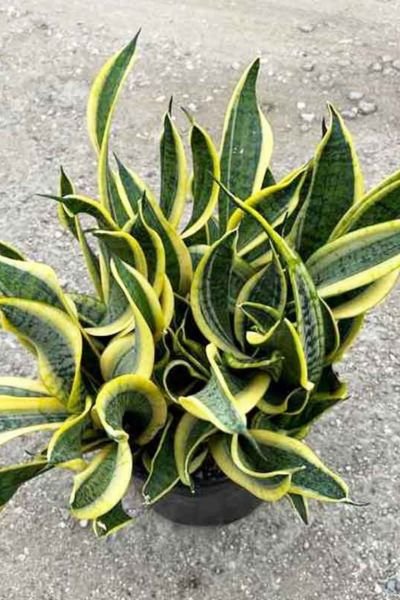 Gardening Sansevieria-trifasciata-Twist 35 Types of Snake Plants to Beautify Your Indoor Garden