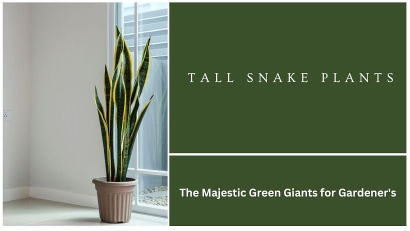 Tall Snake Plants The Majestic Green Giants for Gardener's