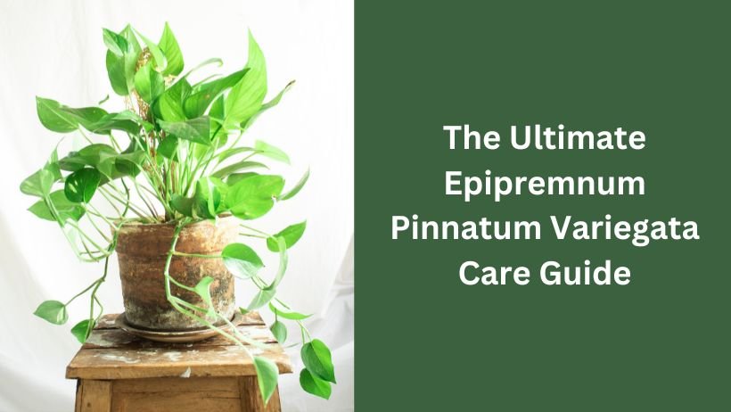 The Ultimate Epipremnum Pinnatum Variegata Care Guide