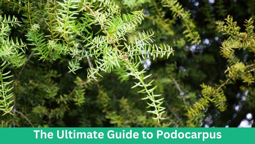 The Ultimate Guide to Podocarpus