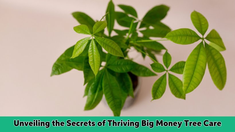 Unveiling the Secrets of Thriving Big Money Tree Care