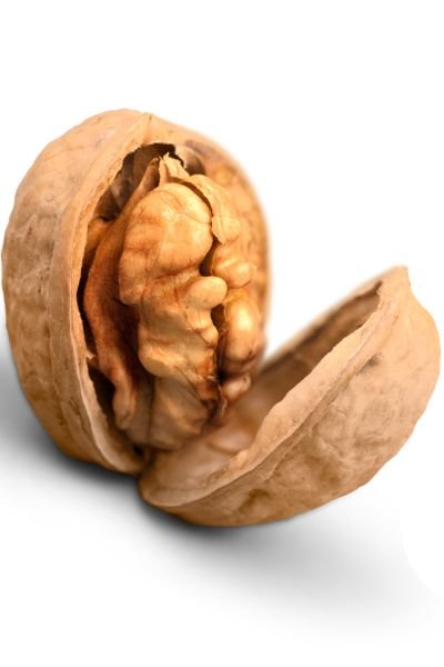 Walnut 10 Seeds that Look Like a Brain