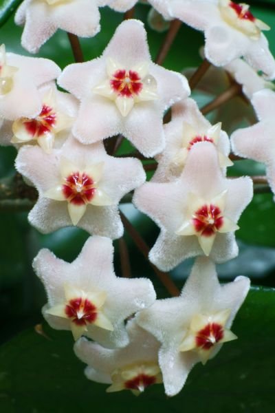 White-Hoya-Bella-plant-with-pink-flowers-on-a-white-background Hoya Bella: The Charming Star of Your Indoor Garden