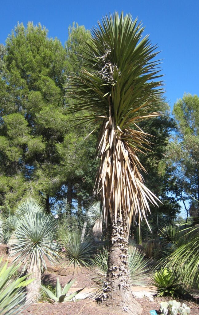 Gardening Yucca_filifera_JOT-648x1024 24 Best Types of Yucca Plants & How to Care for Them