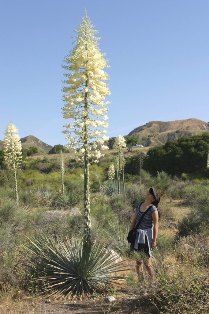 Gardening Yucca_whipplei_2005-683x1024 24 Best Types of Yucca Plants & How to Care for Them