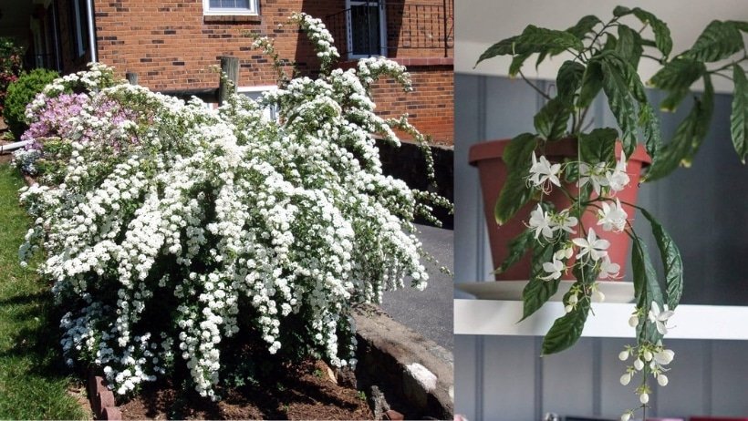 Bridal Veil Plant A Guide to Growing and Caring