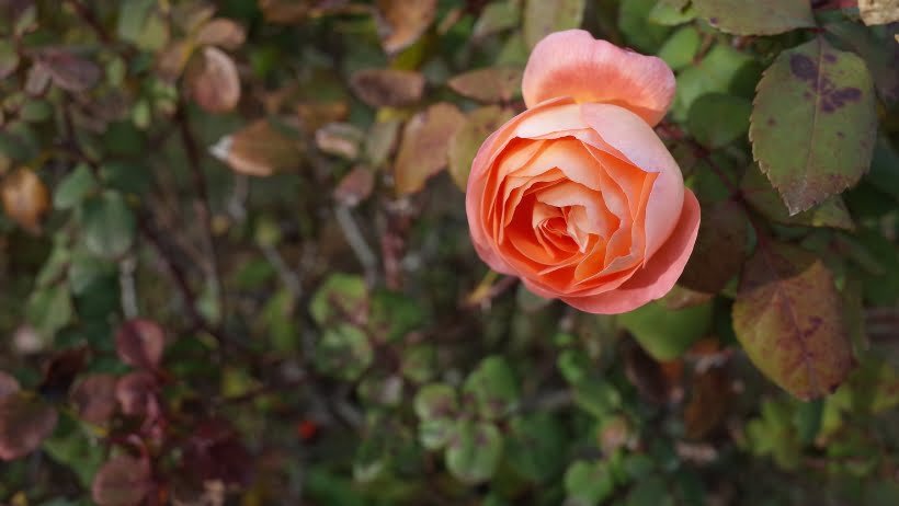 English Rose Lady Emma Hamilton (English Rose)