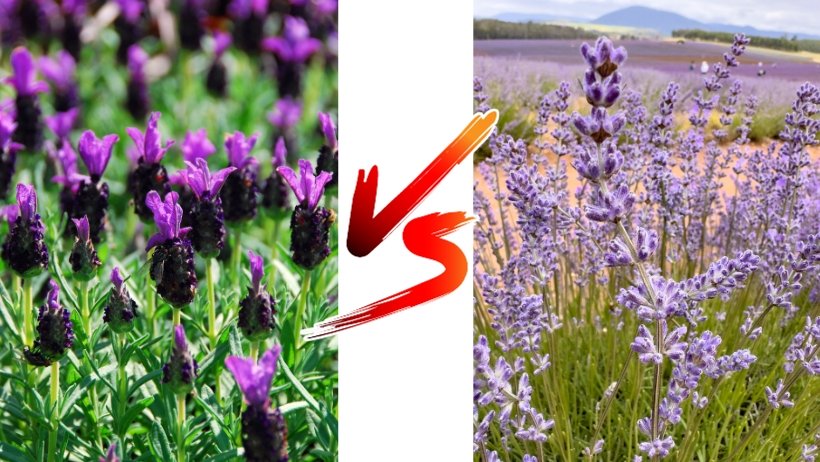 French Lavender vs. English Lavender