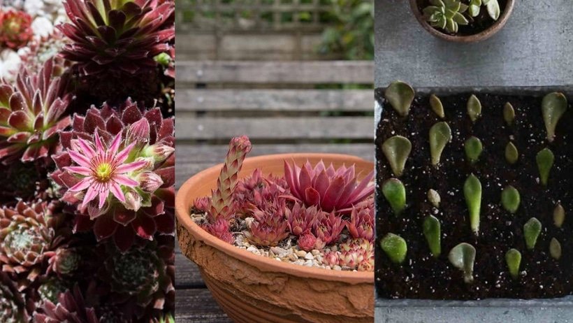 Growing Hens and Chicks Plants in Gardens and Pots