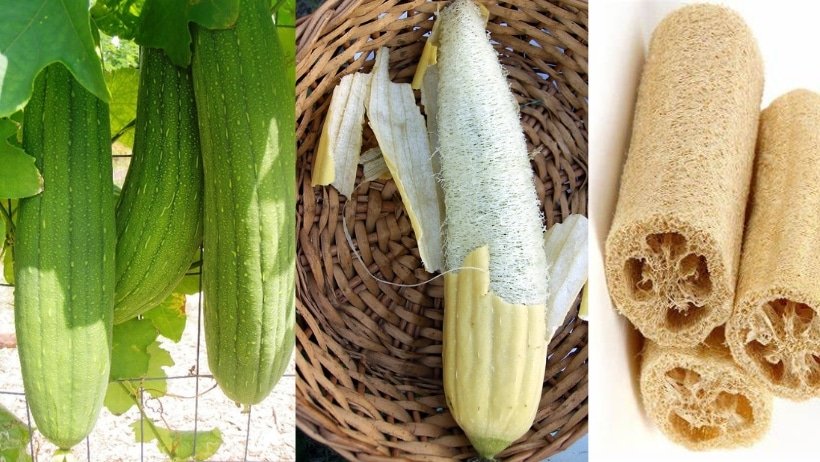 Growing Loofah Gourds