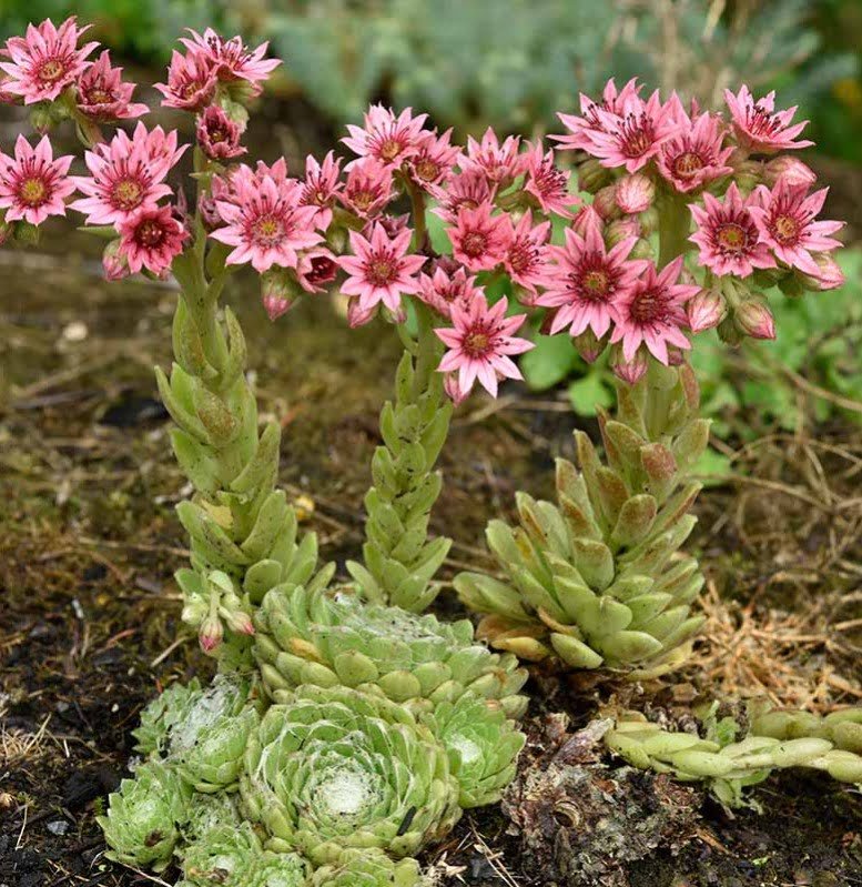 Gardening Hens-and-Chicks-Bloom Growing Hens and Chicks Plants in Gardens and Pots