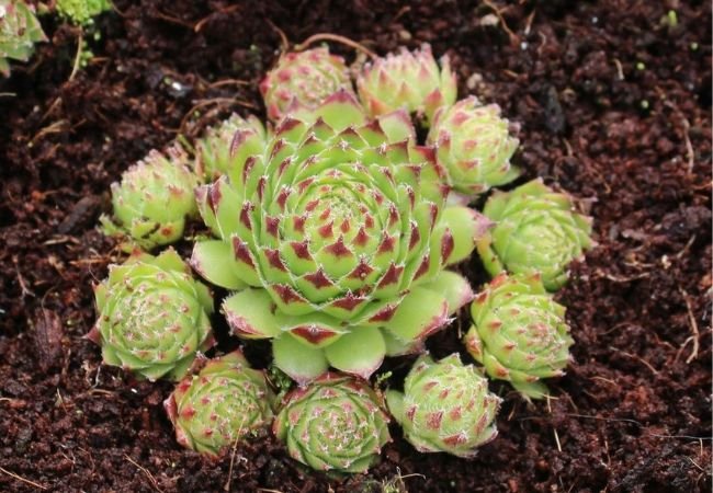 Hens and Chicks Plants