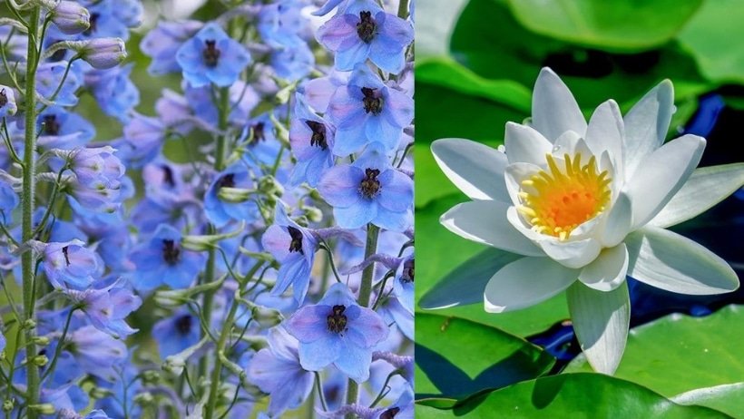 July Birth Flowers and Their Meanings