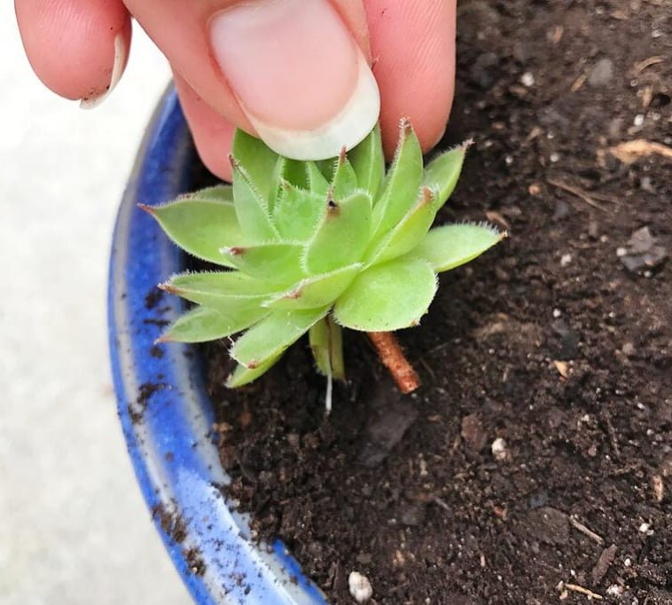Gardening Plant-Hens-and-Chicks-in-Gardens Growing Hens and Chicks Plants in Gardens and Pots
