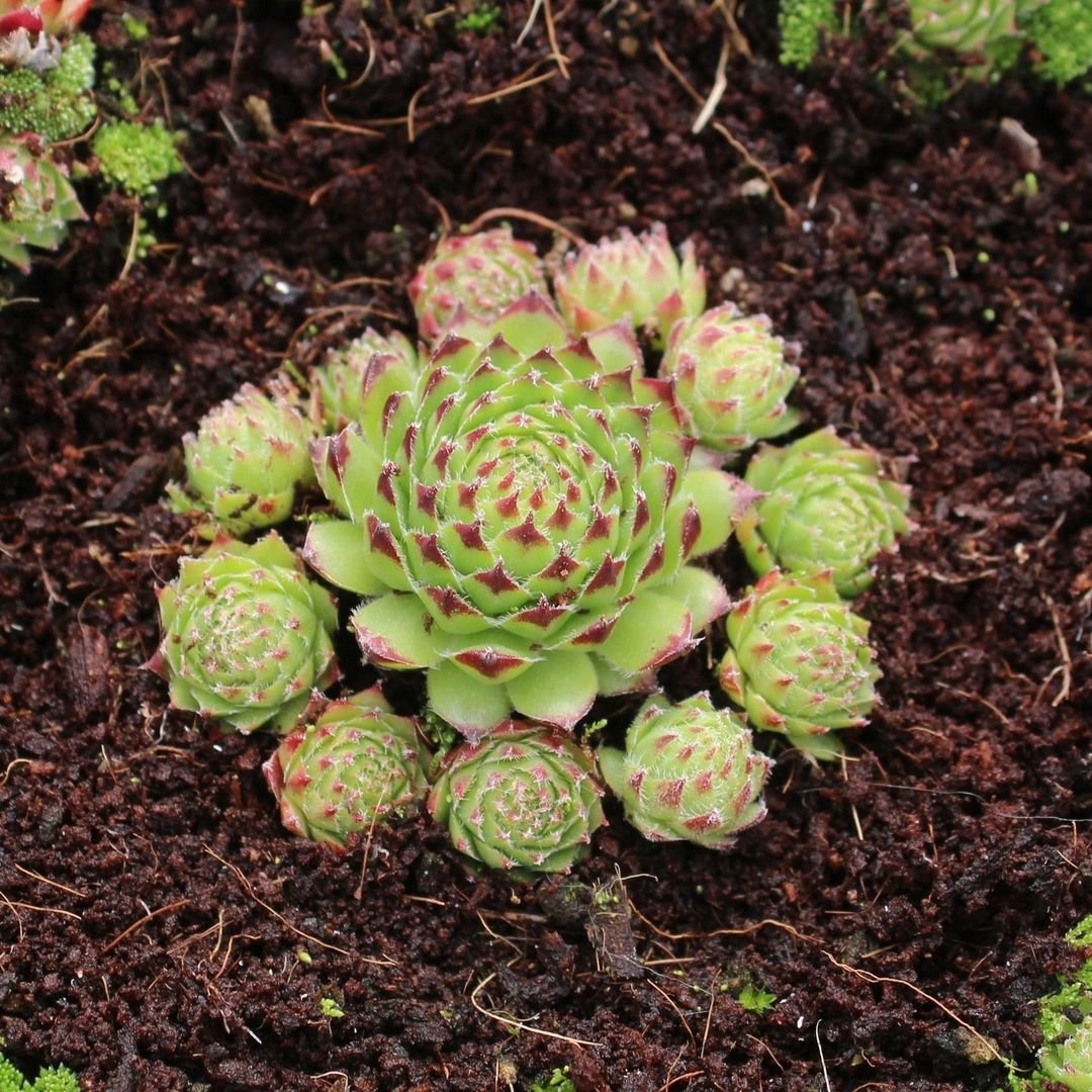 Gardening Planter-for-Hens-and-Chicks Growing Hens and Chicks Plants in Gardens and Pots