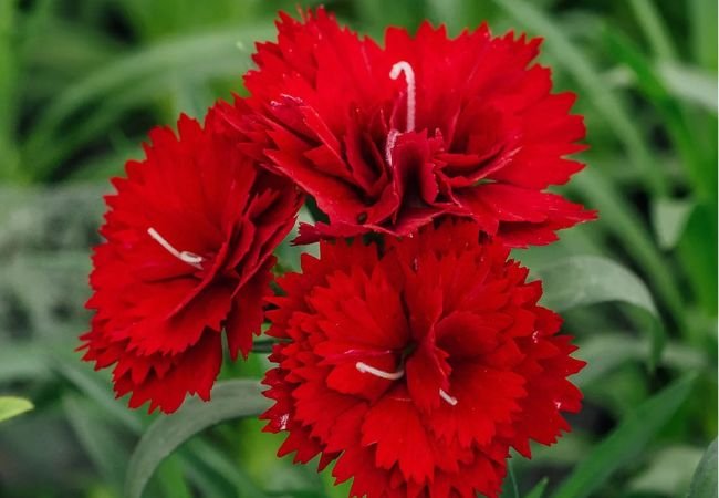 Red Carnations