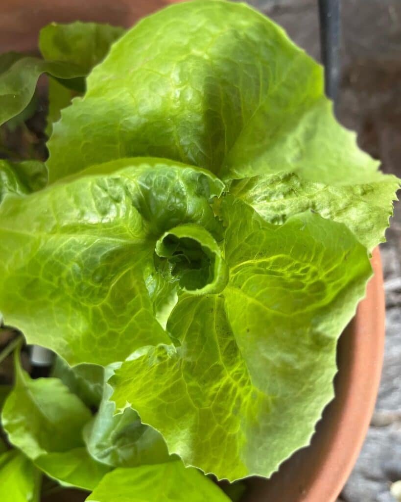 Spring-awakening-vegetablegsrden-peaplants-pepperplant-lettuceplant-cabbageplant-chardplant-819x1024 Lettuce - How to Plant, Care & Pests