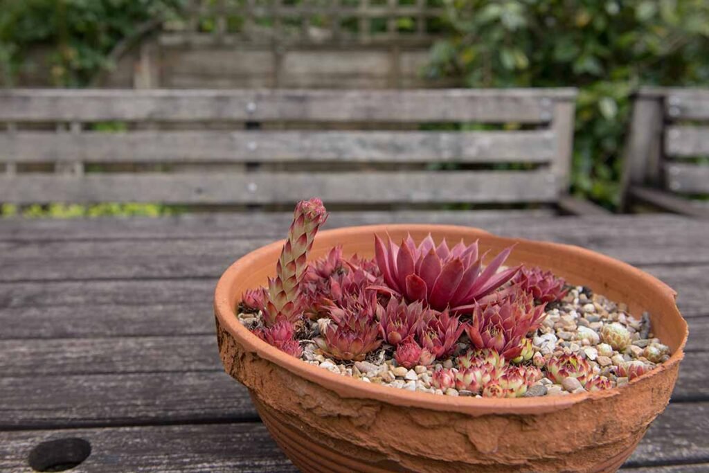 Succulents-Growing-in-a-Small-Pot-1024x683 Growing Hens and Chicks Plants in Gardens and Pots