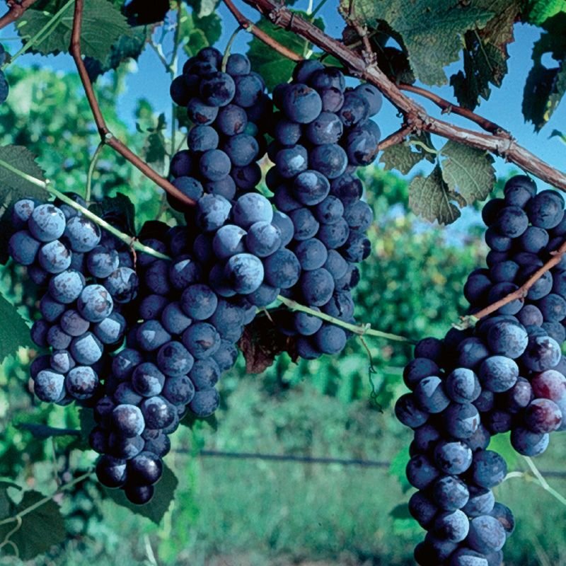 2160 Grape Varieties: A Comprehensive Guide