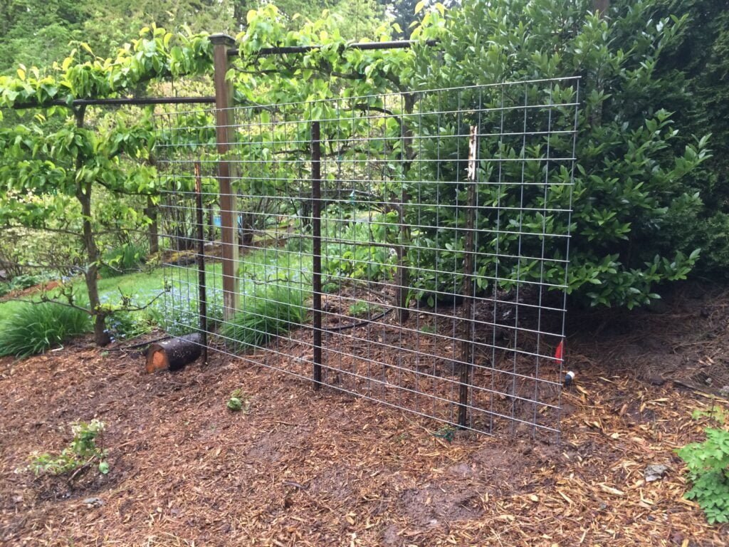 Gardening 77eabbbe6c2dc21debb2e2c13969fcd7-1024x768 Garden Productivity with Raised Garden Beds and Trellises