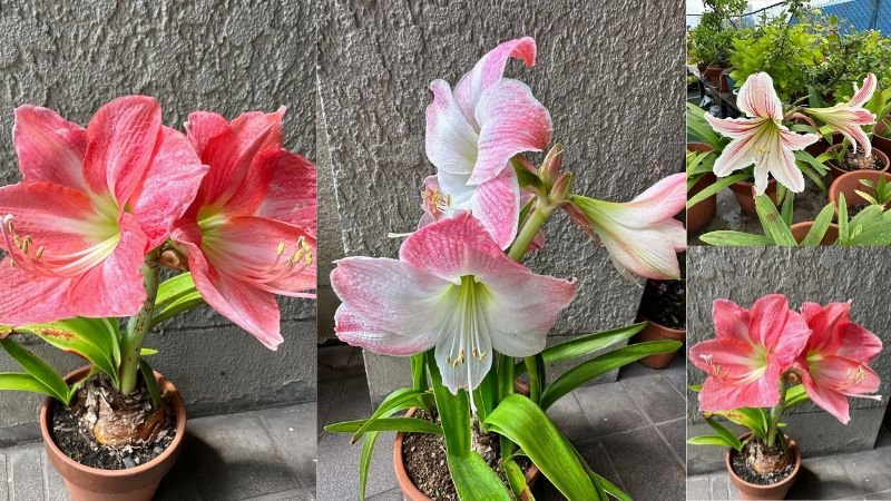 Amaryllis Blooms: A Comprehensive Guide to Care & Reblooming