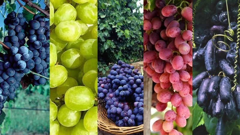 Grape Varieties: A Comprehensive Guide