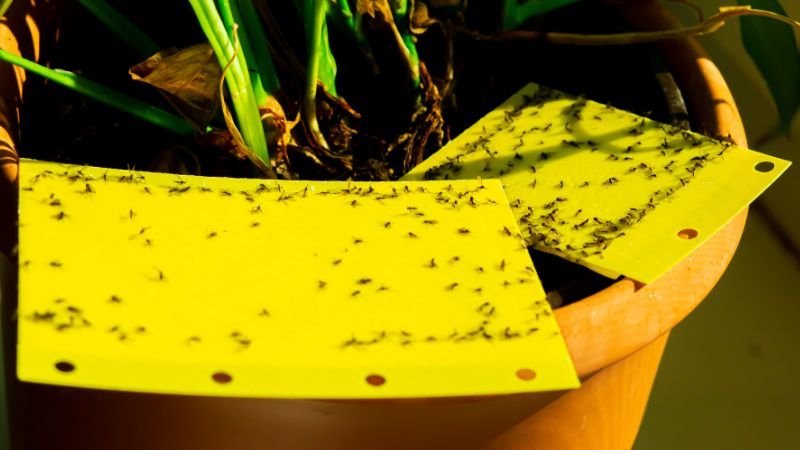 Houseplant Pest Control: A Comprehensive Guide
