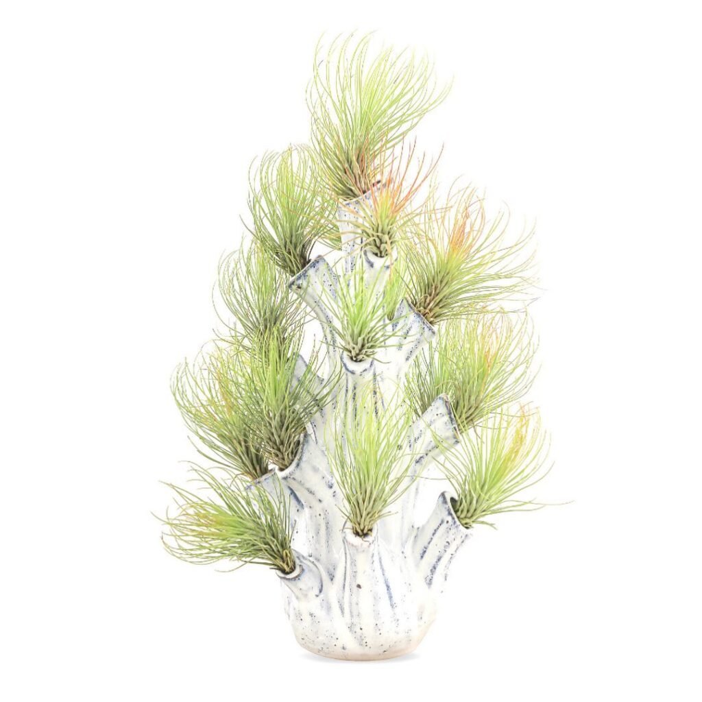 Andreana-Air-Plant-1024x1024 14 Rare Indoor Plants that Look Like Hair Strands