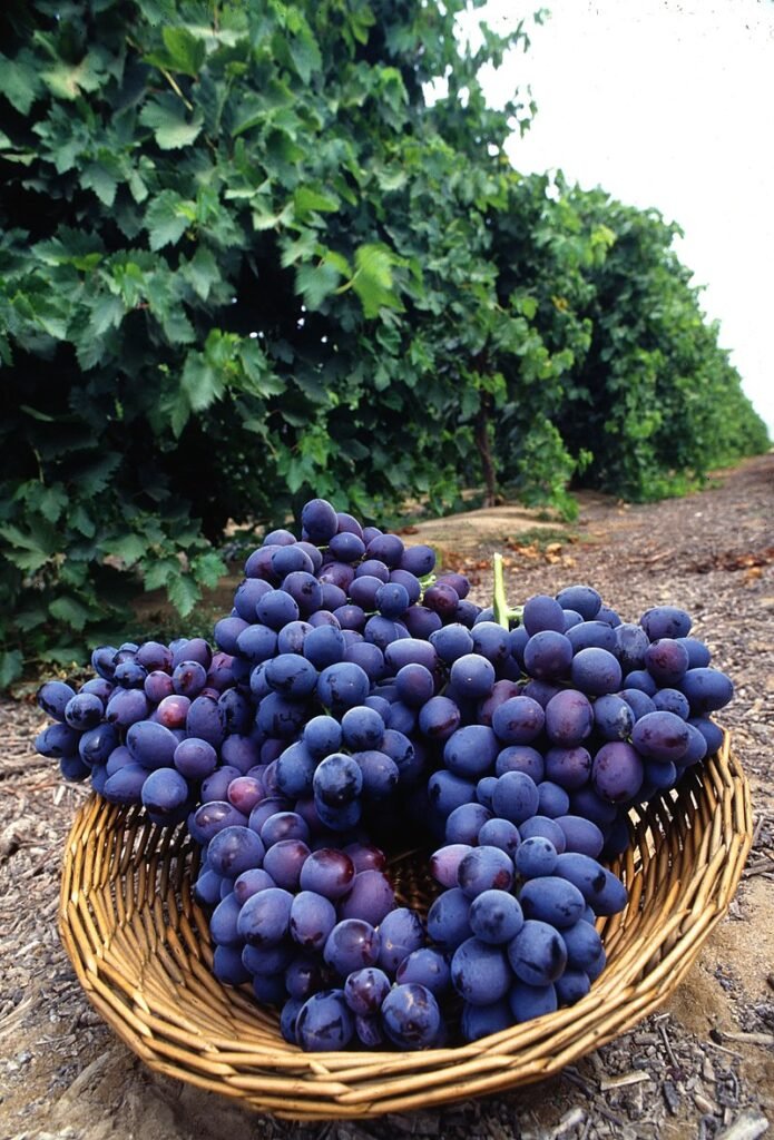 Autumn_Royal_grapes-695x1024 Grape Varieties: A Comprehensive Guide