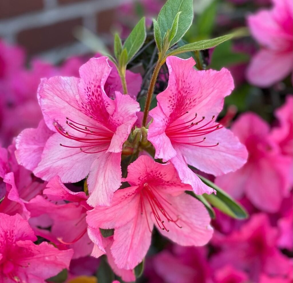 Azalea-1024x989 35 Pink Flowers That Will Enchant Your Garden