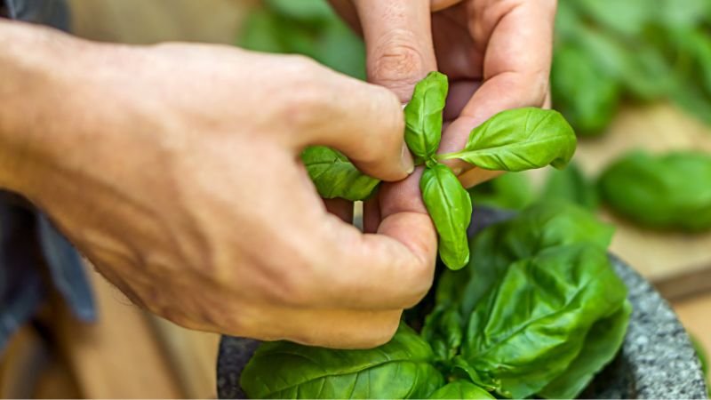 Basil Exploring Its Flavors and Varieties