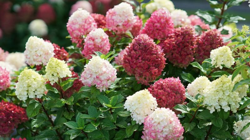 Beauty of Panicle Hydrangeas A Comprehensive Guide