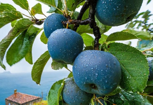 Blue Apple Varieties